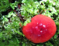 red mushroom
