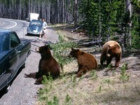 1969 08 Yellowstone bears Gary Smith and 1960 blue bug 01