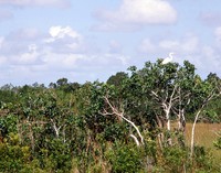 1969 Everglades white bird 01