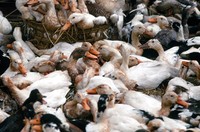 1969 Saigon ducks 01