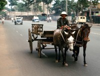 1969 Saigon horse cart and driver 01