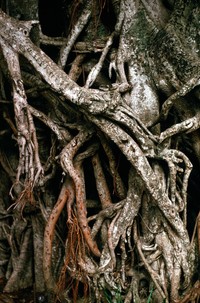 1969 Saigon roots 01