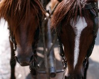 1970 02 22 Saigon horses 01