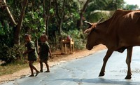 1970 03 12 near Saigon kids and cow 01