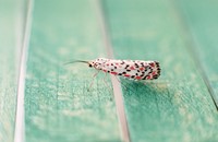 1970 06 03 barracks bug 02