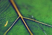 1970 11 04 Hawaii leaf 01