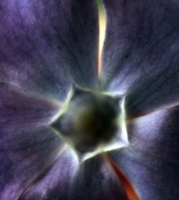 1971 05 07 flower 01