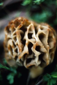 1971 05 07 mushroom 01