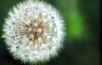 1971 06 05 flower 01