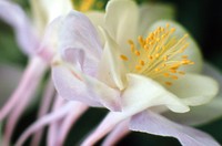 1971 06 05 flower 02