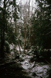 1973 02 01 dusted woods 01