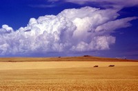 1974 08 02 northern wheat field in June or July 01
