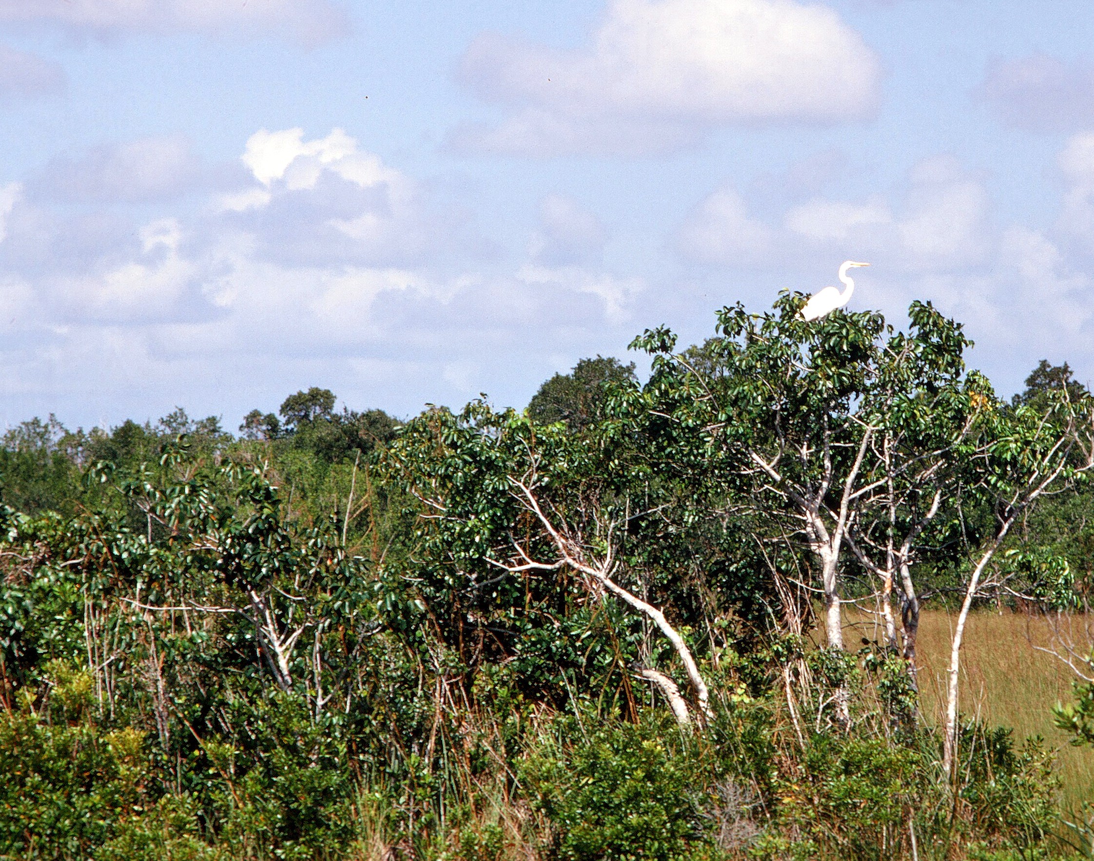 1969 Everglades white bird 01