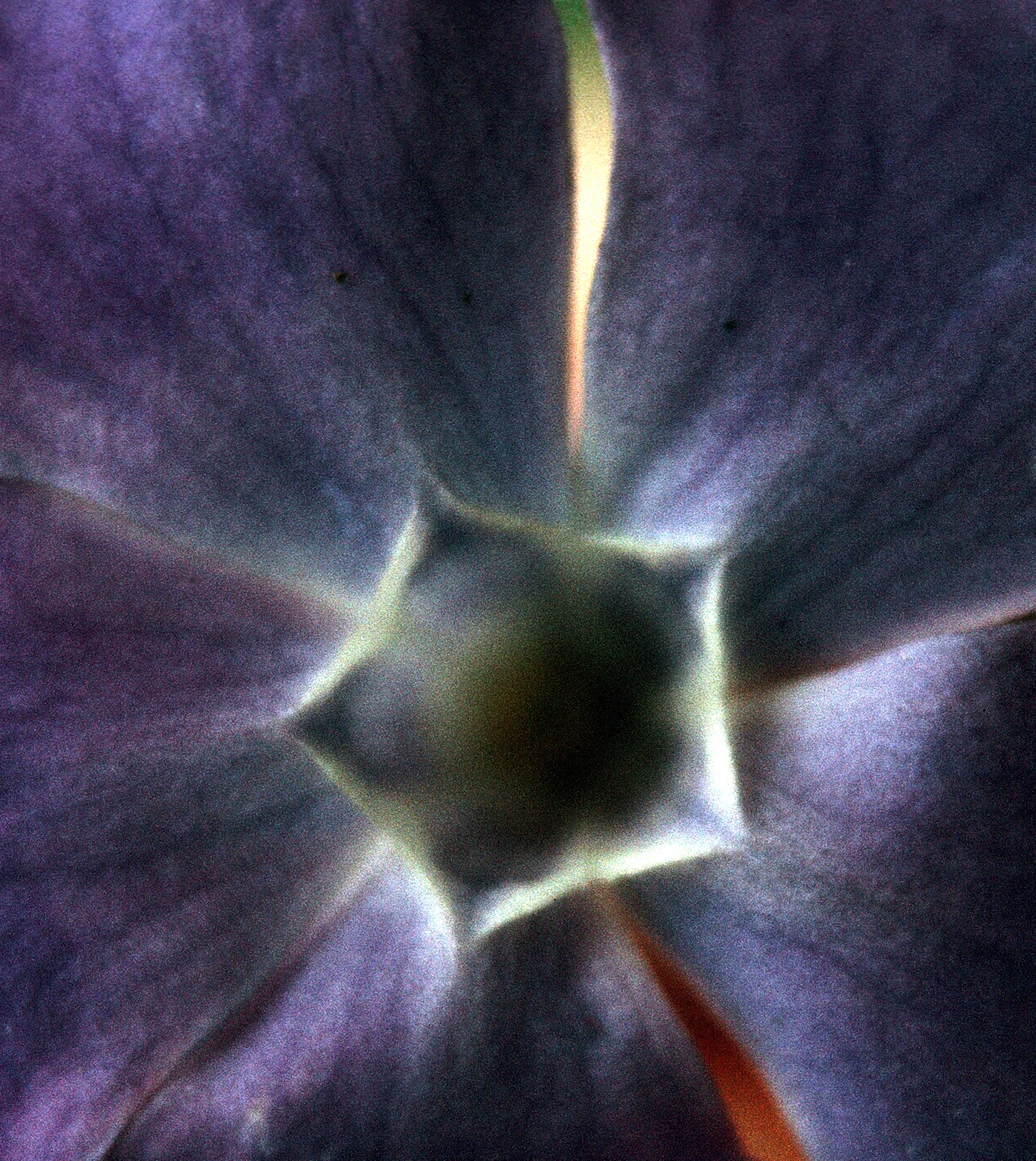 1971 05 07 flower 01