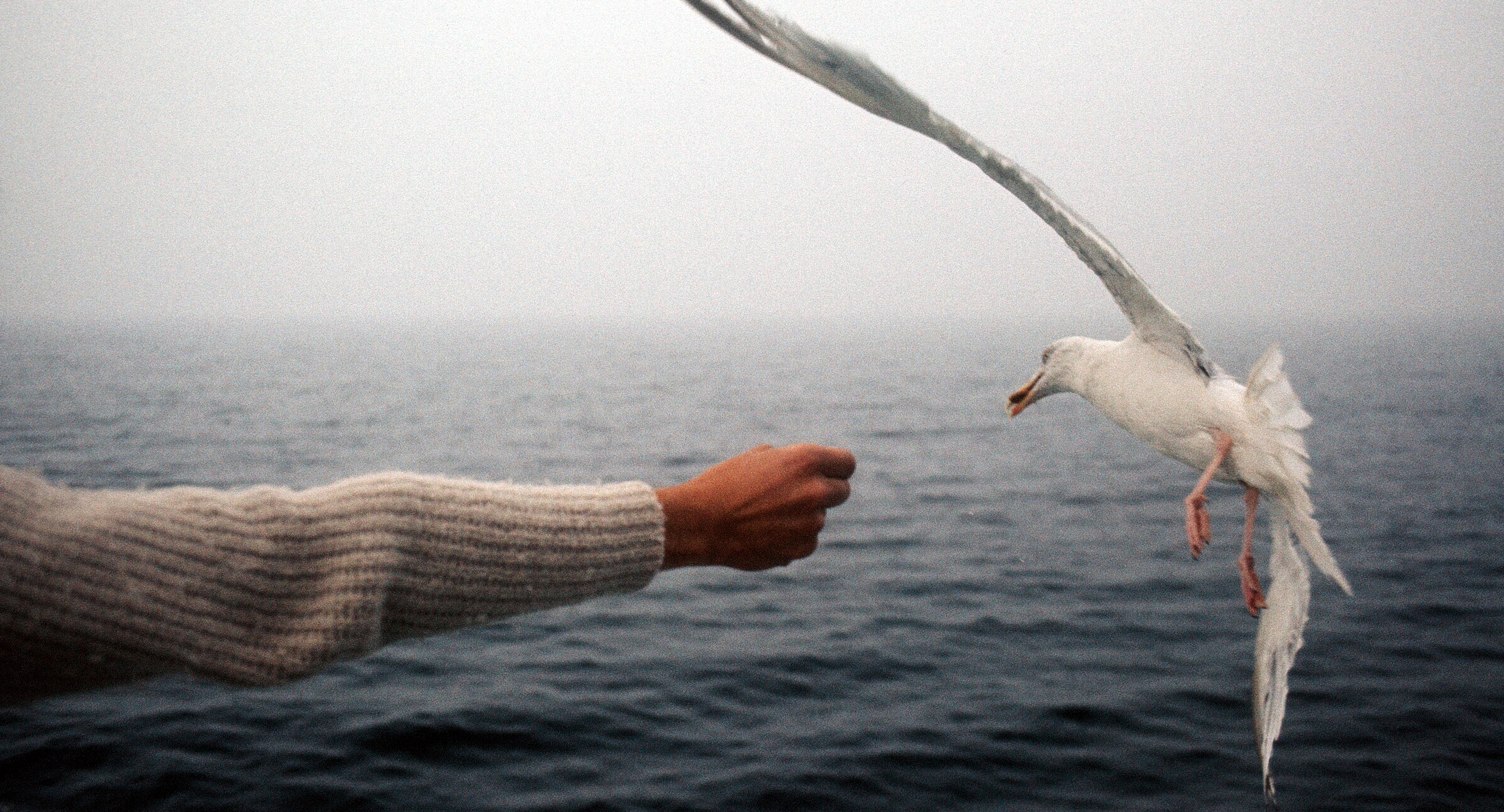 1971 08 22 feeding an Irish bird 01