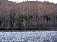 snoqualmie river trees