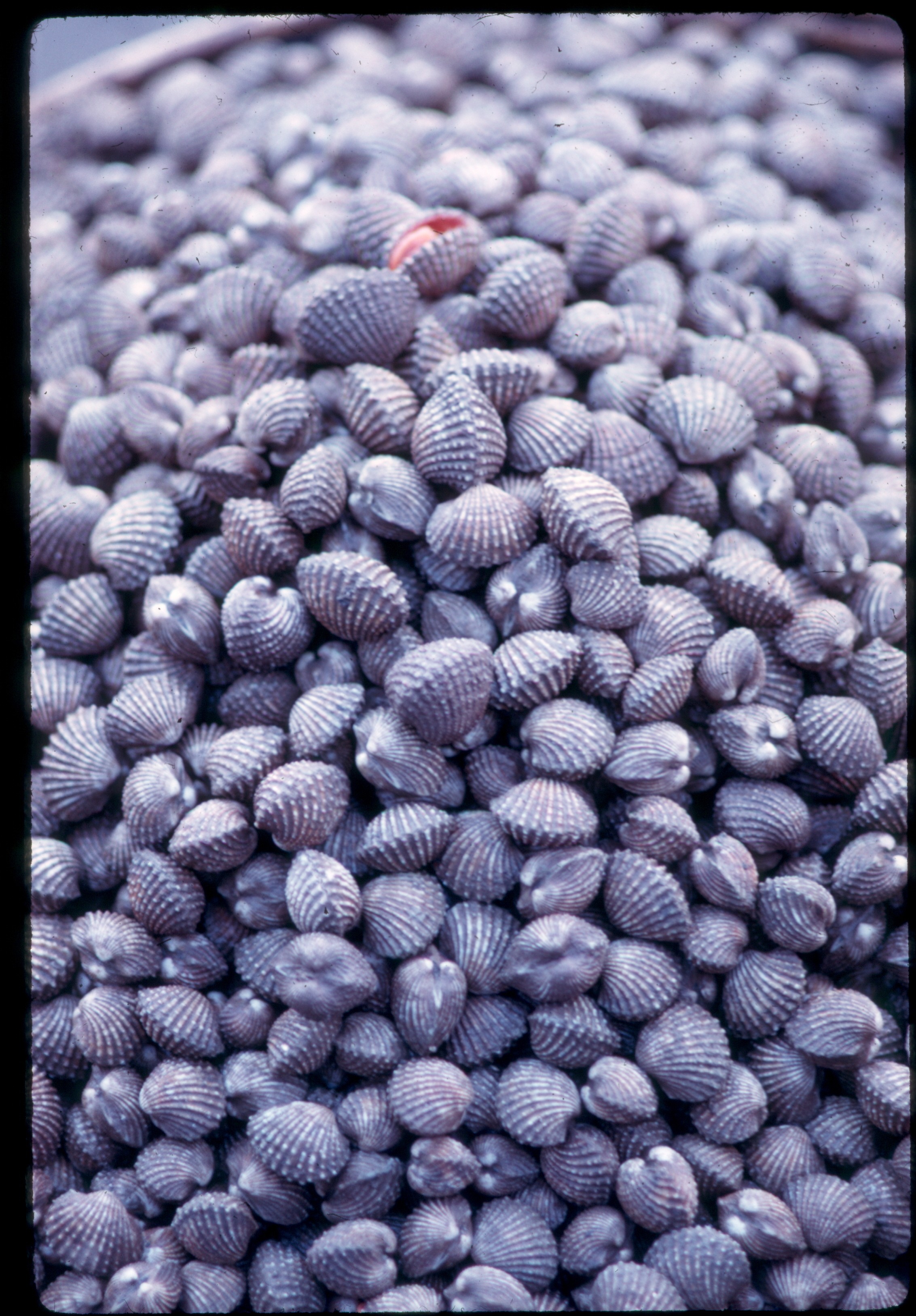 ss 022 1970 01 19 shell pattern