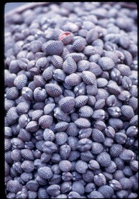 ss 022 1970 01 19 shell pattern