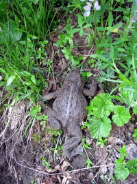 staying very still on the Indepence Pass trail