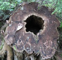 stump