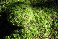 sunlit moss