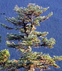 tree from Palisades Trail