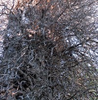 tree in Marine View Park