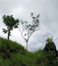 tree on Little Adams Peak