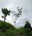 tree on Little Adams Peak