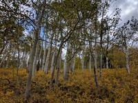 trees in sheep country north of Zion Park