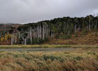 trees lake and grass in sheep country north of Zion Park