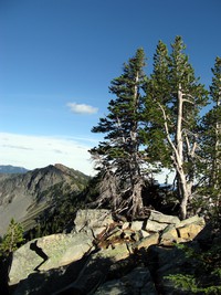 trees on Sourdough Ridge