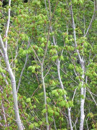 trees on snow lake trail