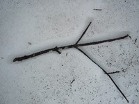twig in snow