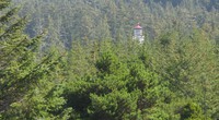 umpqua lighthouse in the trees