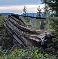 uncomfortable tree great view