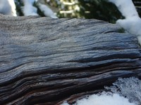 upper crystal lake dry tree