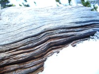 upper crystal lake dry tree