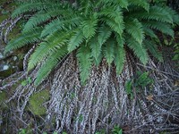 wanted fern dead or alive