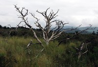watch Bay Ocean grow