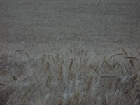 wheat field eastern washington