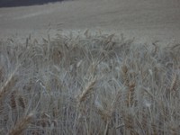 wheat field eastern washington