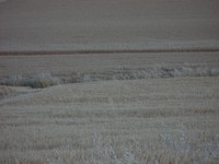 wheat field eastern washington
