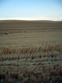 wheat field eastern washington