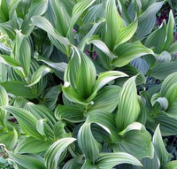 wildflowers near Sheep Lake