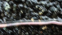 worm on pavement