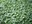 Arch Rock groundcover