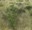 Bay Ocean bush