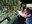 Boquete Tree Trek zip line entrada