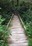 Cape Alava trail